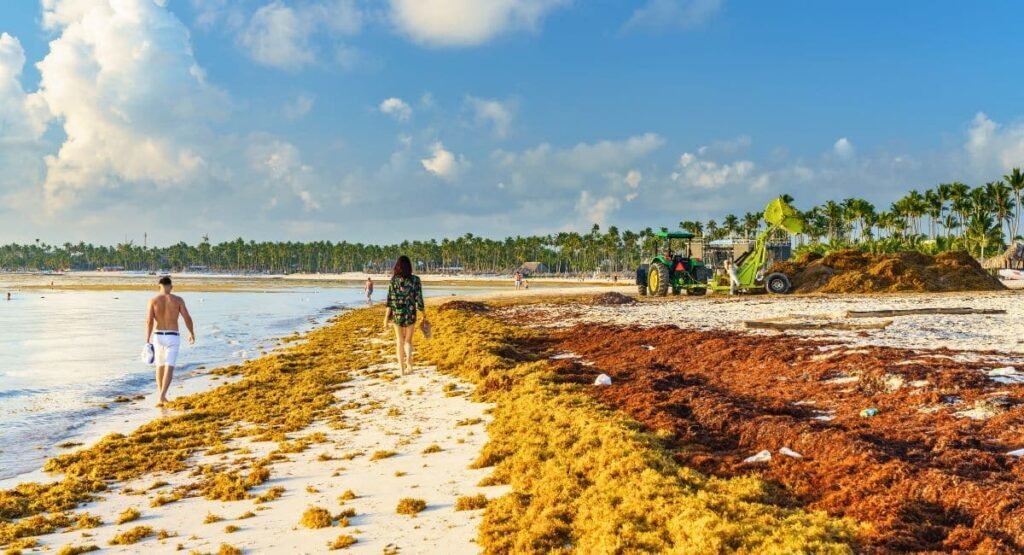 Sargassum In The Dominican Republic In 2024 (map + Daily