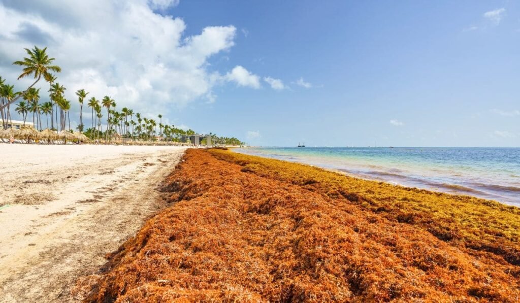 There Are No Sargassum Plants In Cancun, But There Are